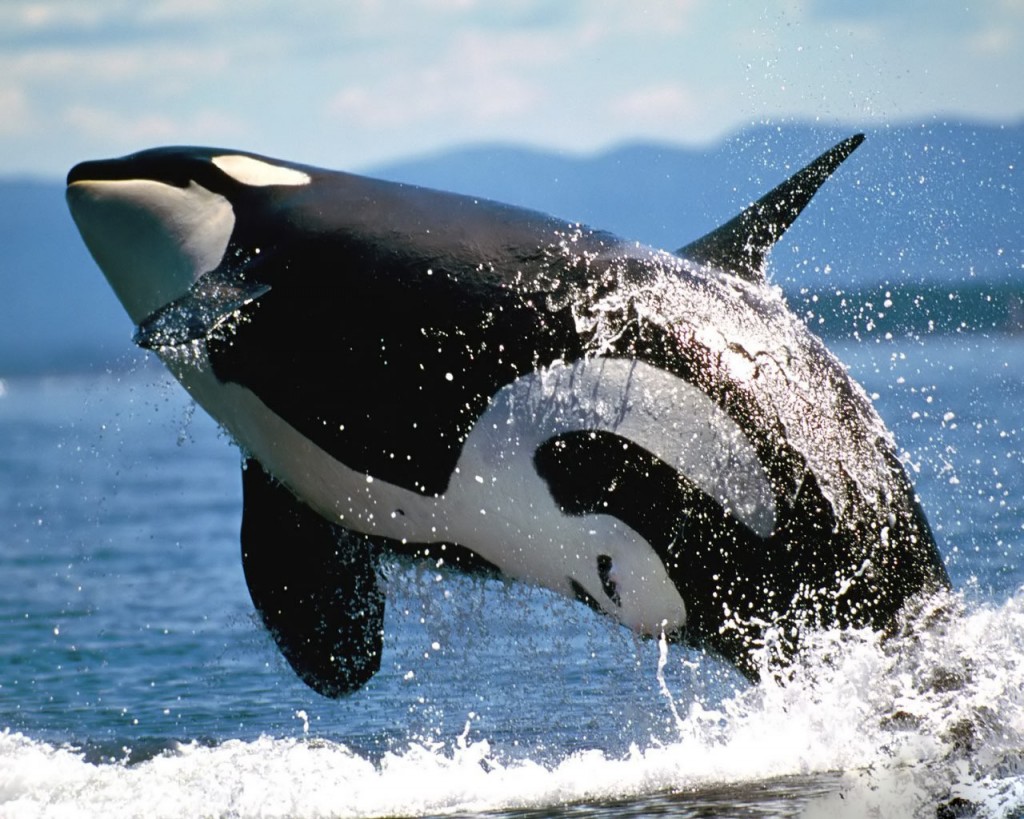 orcas