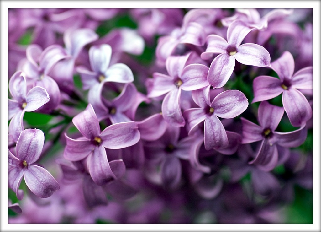 Lilac_frame